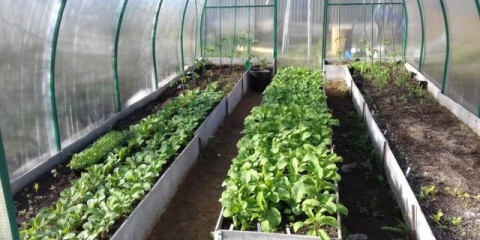 Kada saditi rotkvice u polikarbonatnom stakleniku u rano proljeće: u martu, u aprilu, u moskovskoj regiji, na uralu, u sibiru, prema lunarnom kalendaru